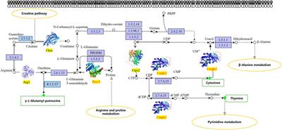 Combined metabolomics and proteomics to reveal beneficial mechanisms of Dendrobium fimbriatum against gastric mucosal injury